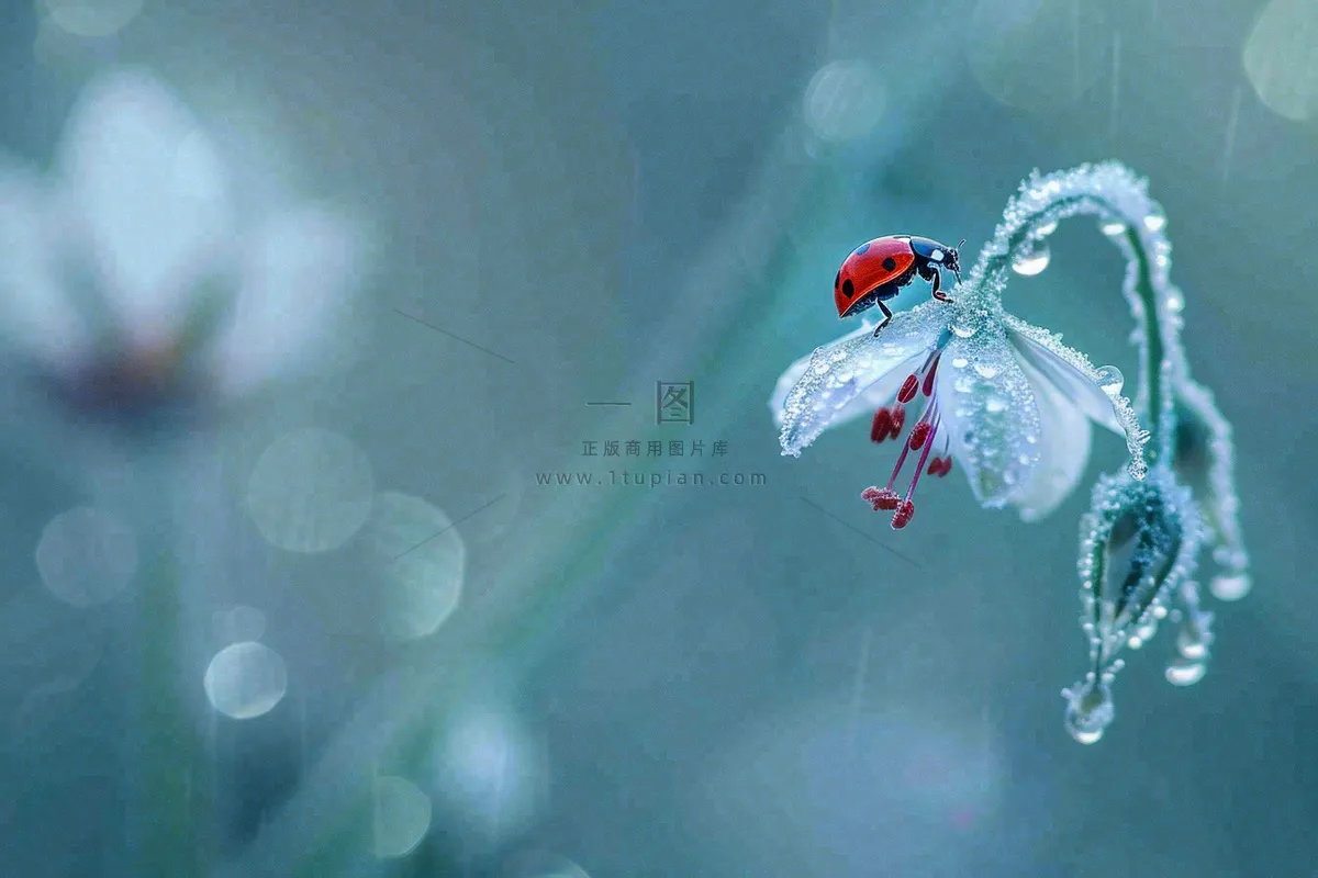 下雨天白色花朵上的七星瓢虫昆虫春天雨水谷雨摄影图