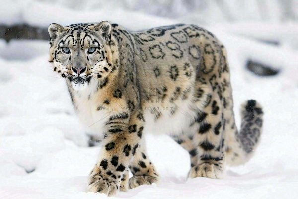 雪豹冬天森林雪地里的猎豹保护动物摄影图