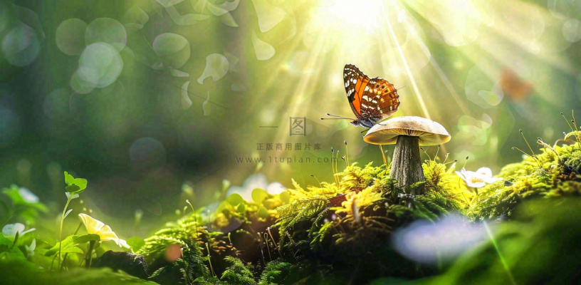 阳光斑驳下的蝴蝶苔藓蘑菇春天森林春分惊蛰摄影图 阳光斑驳下的蝴蝶苔藓蘑菇春天森林春分惊蛰摄影图
