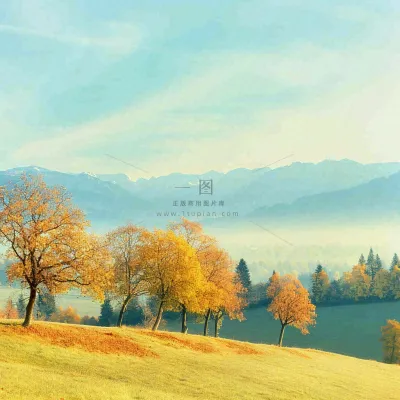 秋天黄色的树叶和草地肃杀的气氛,立秋,秋分 秋天黄色的树叶和草地肃杀的气氛,立秋,秋分