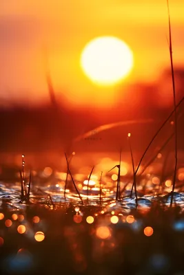 落日枝叶露珠意境晚霞背景