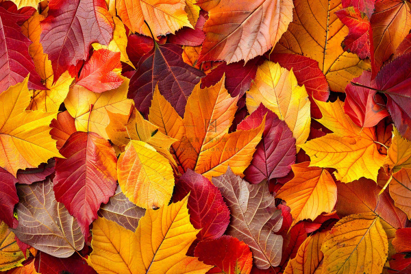 秋天金红落叶铺满地面立秋秋分摄影图 秋天金红落叶铺满地面立秋秋分摄影图