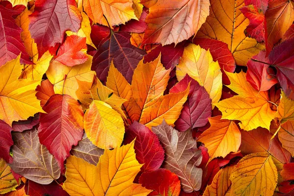 秋天金红落叶铺满地面立秋秋分摄影图 秋天金红落叶铺满地面立秋秋分摄影图