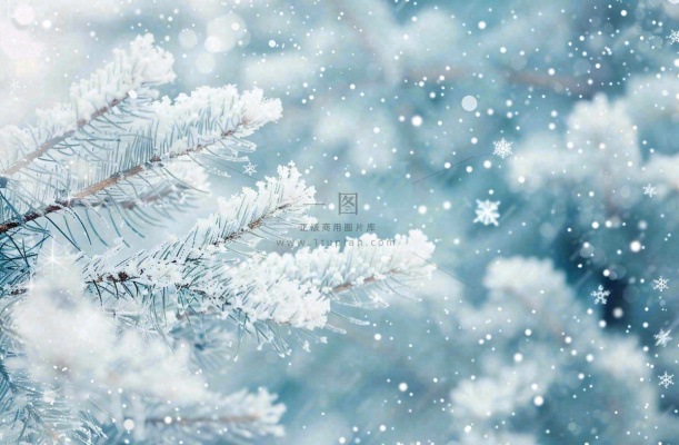 冬天松树上挂满了白雪雾凇立冬霜降冬至大雪摄影图