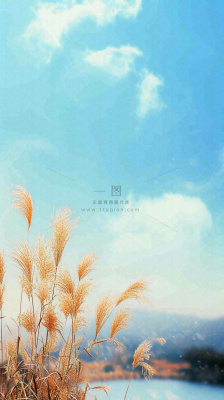 秋天蓝天户外芦苇草，立秋秋分摄影图