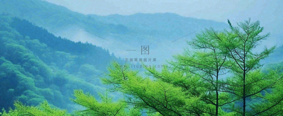 绿色树冠，绿色森林山脉，春天摄影图