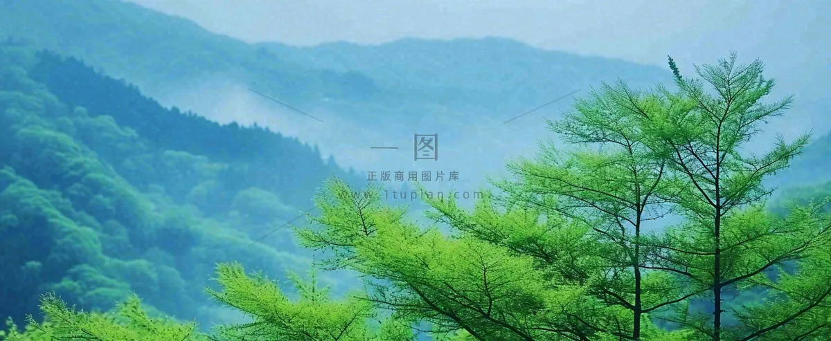 绿色树冠,绿色森林山脉,春天摄影图