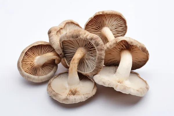 香菇蘑菇干货实物菌类摄影图