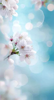 春天清新白色鲜花树枝,文艺新鲜浪漫摄影图 春天清新白色鲜花树枝,文艺新鲜浪漫摄影图