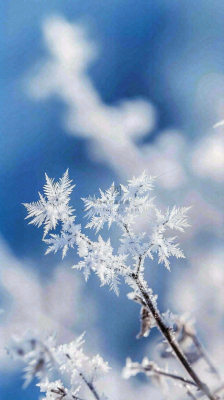 冬天结霜的植物白霜寒冷霜降摄影图 冬天结霜的植物白霜寒冷霜降摄影图