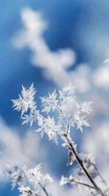 冬天结霜的植物白霜寒冷霜降摄影图 冬天结霜的植物白霜寒冷霜降摄影图