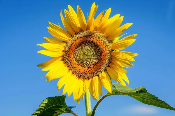 向日葵向阳鲜花摄影图 向日葵向阳鲜花摄影图