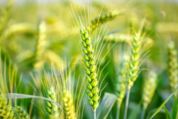 绿色小麦麦穗农田种植小满芒种粮食丰收摄影图