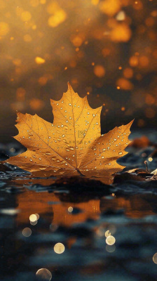 秋天黄色秋叶落叶雨天特写故事感,秋分立秋摄影图 秋天黄色秋叶落叶雨天特写故事感,秋分立秋摄影图