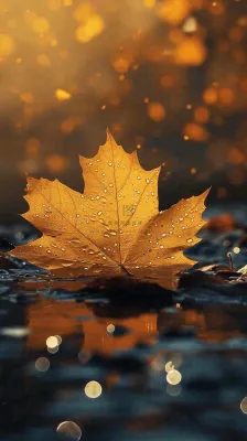 秋天黄色秋叶落叶雨天特写故事感,秋分立秋摄影图 秋天黄色秋叶落叶雨天特写故事感,秋分立秋摄影图