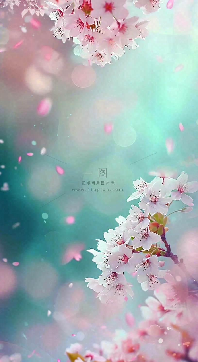 春天浪漫花朵白色樱花，立春春分惊蛰摄影图