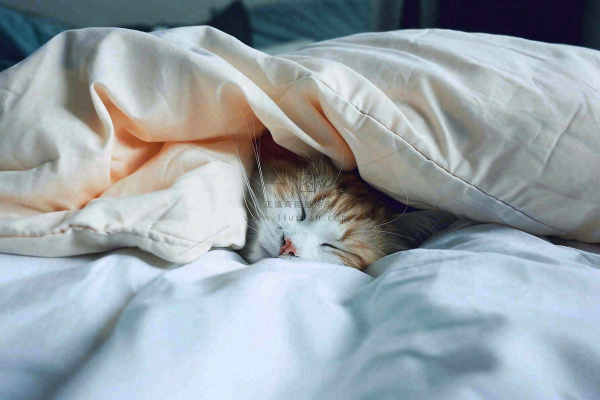 被窝里睡觉的猫猫,可爱的动物摄影图 被窝里睡觉的猫猫,可爱的动物摄影图