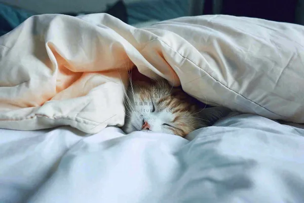 被窝里睡觉的猫猫,可爱的动物摄影图 被窝里睡觉的猫猫,可爱的动物摄影图