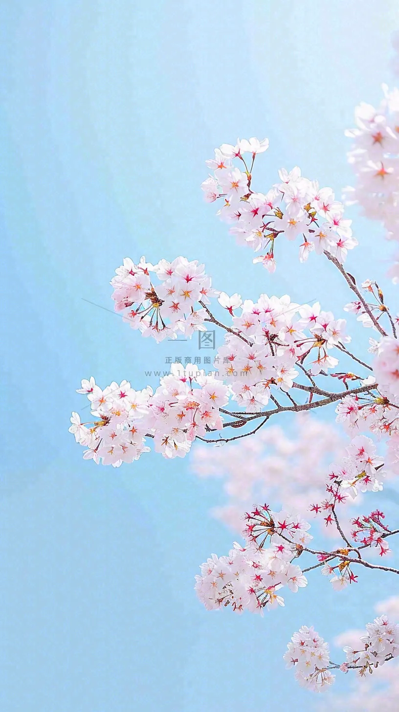 春天开满花朵的树冠仰拍蓝色天空,立春,春分摄影图