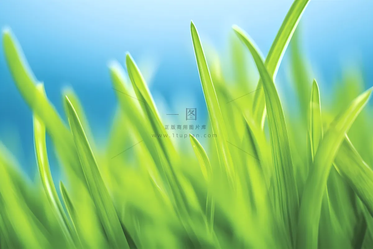 小草嫩叶嫩芽绿色海报素材背景