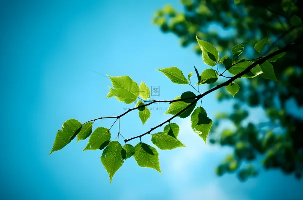 树枝上的叶子映衬着蓝天摄影图桌面壁纸