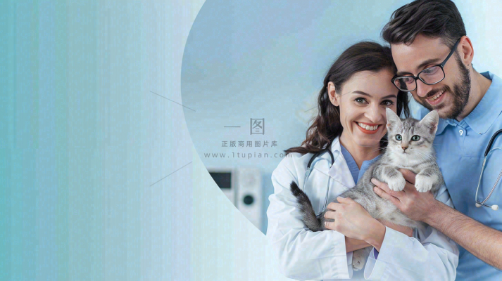 宠物医院猫狗生病救治摄影图 宠物医院猫狗生病救治摄影图