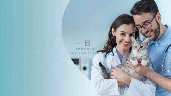 宠物医院猫狗生病救治摄影图 宠物医院猫狗生病救治摄影图