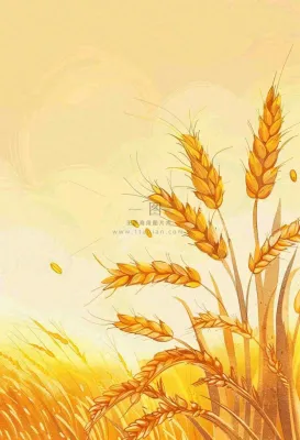 农田里金黄的麦穗稻穗收成卡通插画芒种世界粮食日插画背景 农田里金黄的麦穗稻穗收成卡通插画芒种世界粮食日插画背景