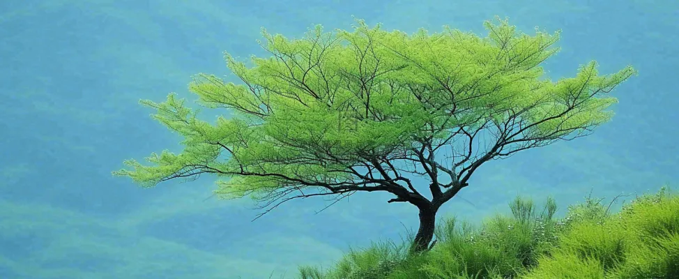 悬崖高山意境云层绿树树木特写