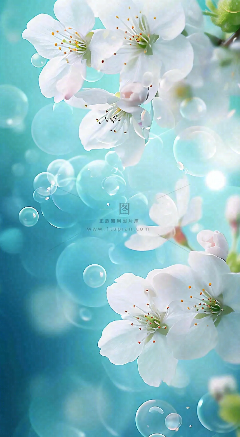 唯美清新白色鲜花，文艺新鲜浪漫情人节摄影图