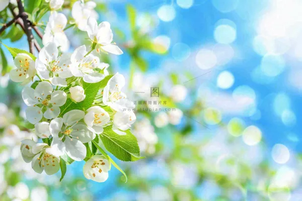 立春白花梨花花朵春意蓝天背景春分惊蛰摄影图 立春白花梨花花朵春意蓝天背景春分惊蛰摄影图