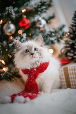 猫咪宠物猫可爱动物摄影图