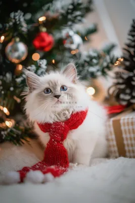 猫咪宠物猫可爱动物摄影图