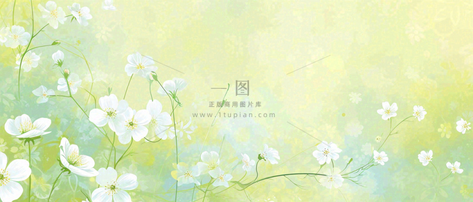 清新白色小花野花野草春天萌芽手绘，春分