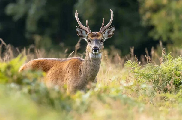 鹿动物山间草原的鹿摄影图 鹿动物山间草原的鹿摄影图