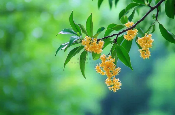 树枝上的小黄花植物摄影图 