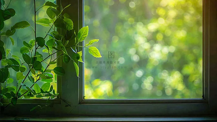 窗台上的植物阳光斑驳立夏摄影图