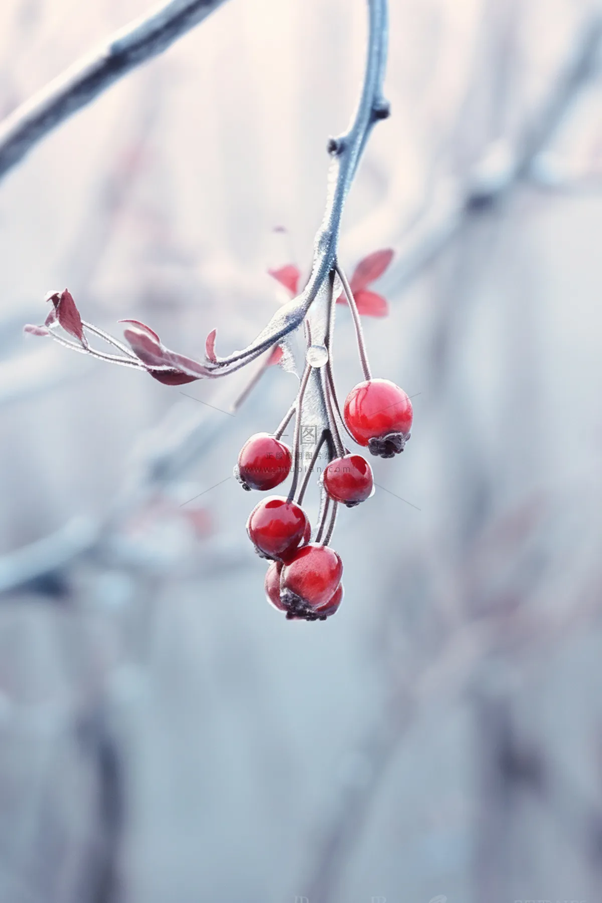 小雪冬天节气简约冰果实海报背景