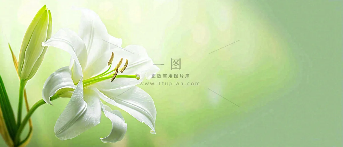 白色鲜花百合花鲜花意境简约，教师节淡雅摄影图
