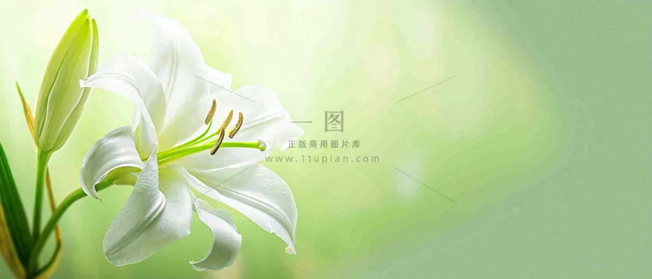 白色鲜花百合花鲜花意境简约,教师节淡雅摄影图 白色鲜花百合花鲜花意境简约,教师节淡雅摄影图