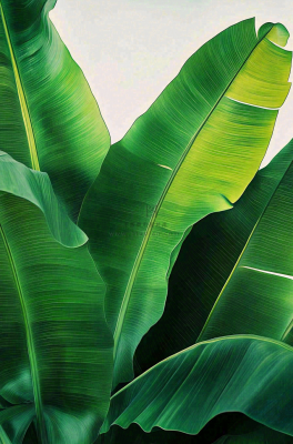 香蕉树芭蕉叶绿色植物摄影图