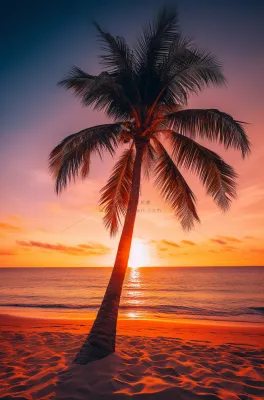 海边沙滩夕阳晚霞日出椰树摄影图