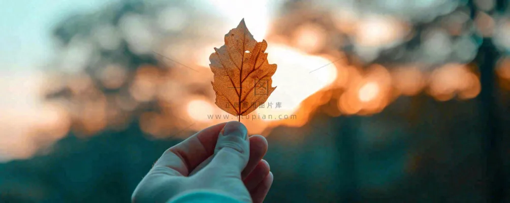 秋天手拿秋叶落日光照，温馨特写，立秋秋分摄影图