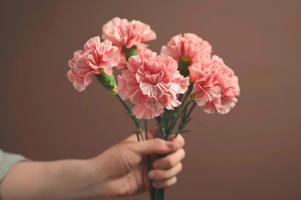 康乃馨鲜花花束摄影图
