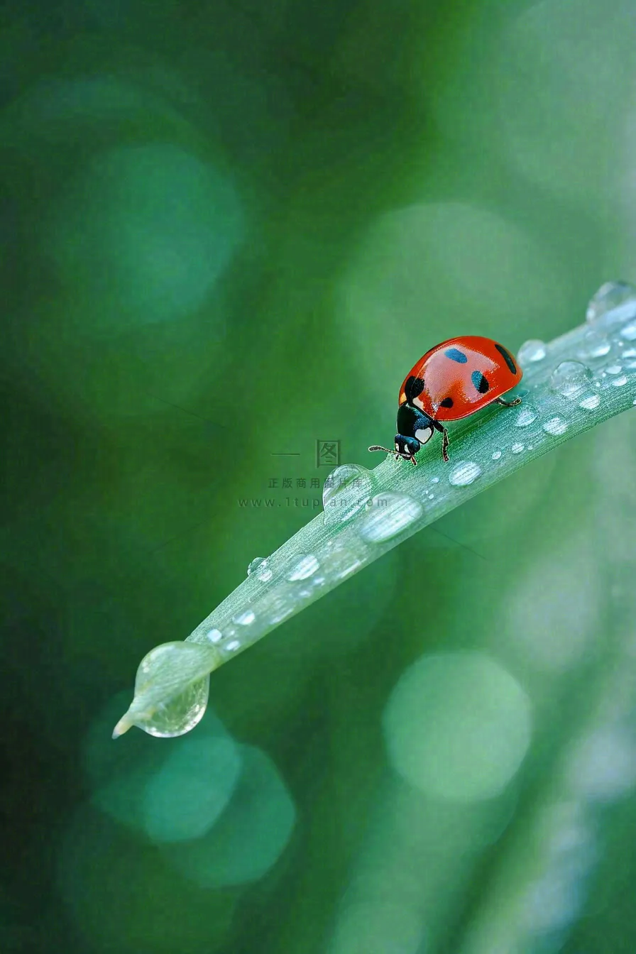 春夏雨天雨水七星瓢虫叶子，昆虫，小暑大暑白露雨水谷雨摄影图