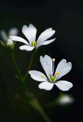春天盛开的小白花小清新立春春分摄影图 春天盛开的小白花小清新立春春分摄影图