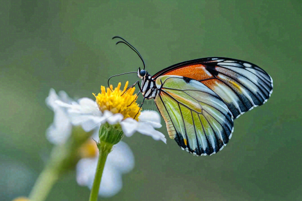 蝴蝶昆虫春天植物摄影图