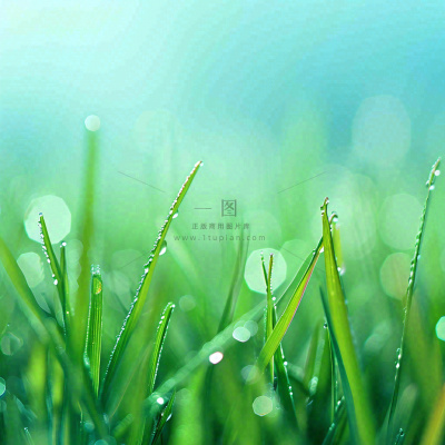 春天草地绿芽雨水露珠阳光,春分谷雨雨水白露摄影图 春天草地绿芽雨水露珠阳光,春分谷雨雨水白露摄影图