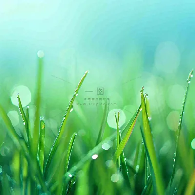 春天草地绿芽雨水露珠阳光,春分谷雨雨水白露摄影图 春天草地绿芽雨水露珠阳光,春分谷雨雨水白露摄影图
