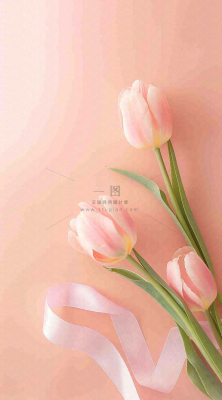 粉色郁金香花束母亲节送花摄影图 粉色郁金香花束母亲节送花摄影图